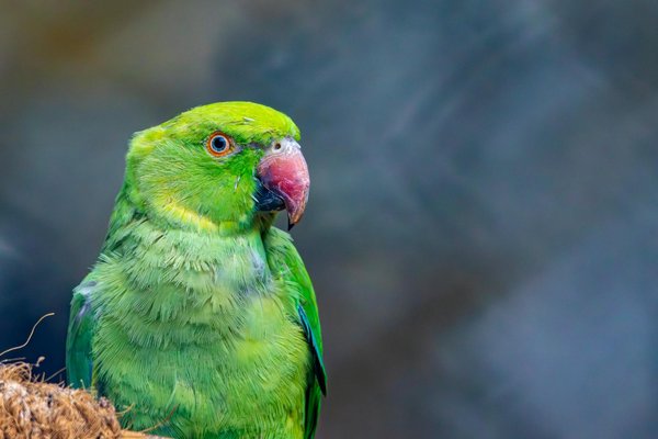 Pâté pour chien : des recettes savoureuses pour votre chiot