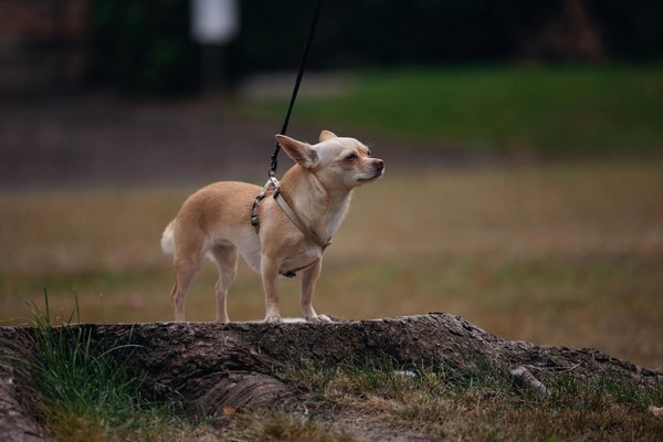 Les moments hilarants que nos animaux nous font vivre