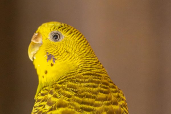 Comment gérer les conflits entre plusieurs chiens dans un même foyer ?