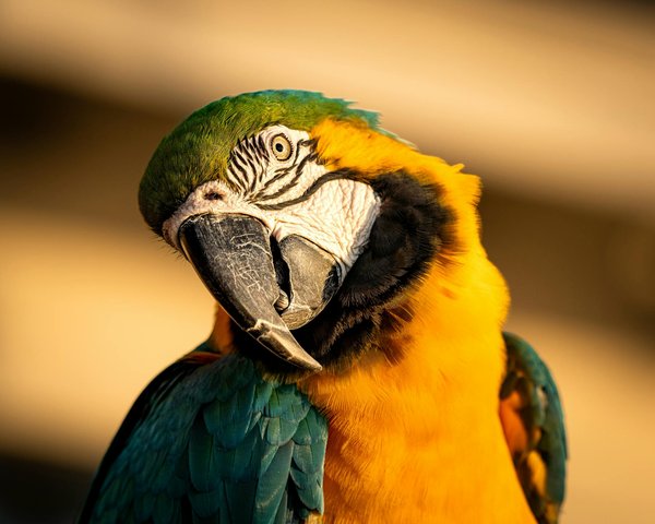 Comment introduire un nouveau jouet à mon chien qui a peur des objets inconnus ?