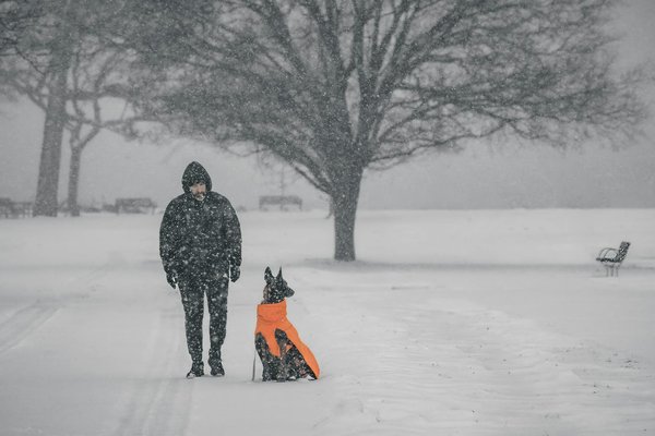 Comment aider un chien qui a peur de l'eau à apprendre à nager ?