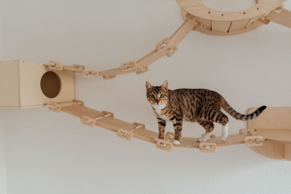 Comment établir une routine de jeu quotidienne pour votre chat ?