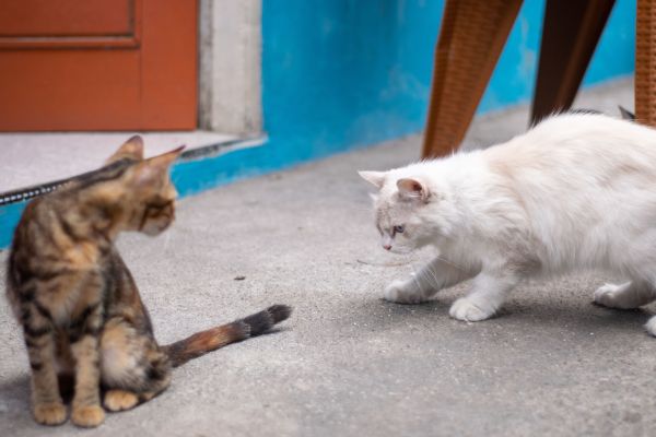 Comment gérer les conflits entre chats dans un même foyer ?