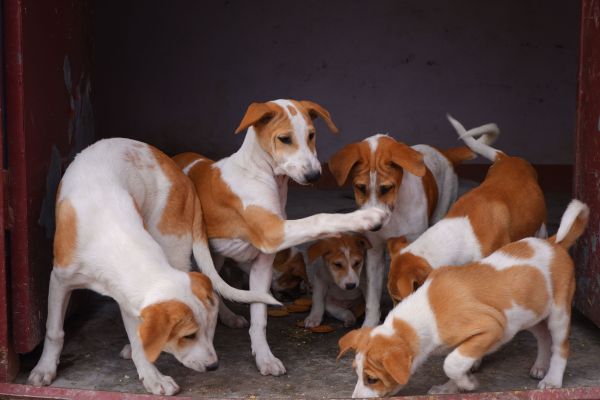 Comment gérer les conflits entre plusieurs chiens dans un même foyer ?