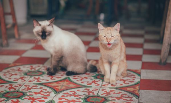 Comment introduire un nouveau chat dans un foyer avec un chat existant ?