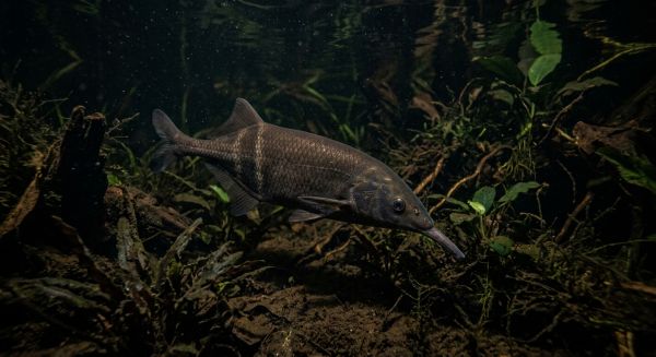 Comment les poissons utilisent-ils des signaux électriques pour naviguer dans des eaux sombres?