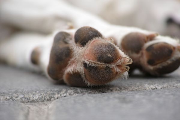 Coussinet de chien : 7 pommades cicatrisantes à découvrir