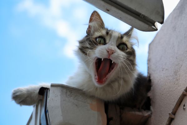 Les moments hilarants que nos animaux nous font vivre
