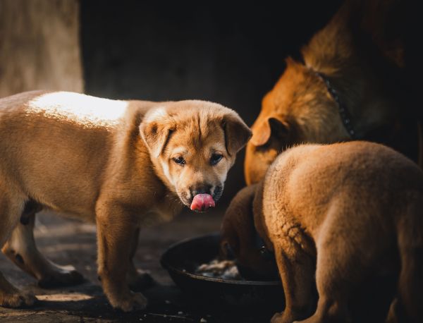 Pâté pour chien : des recettes savoureuses pour votre chiot