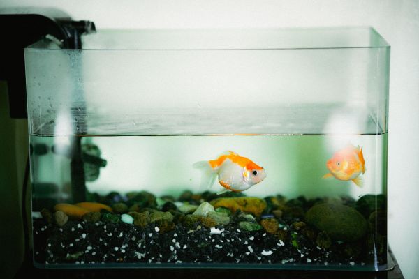 Quelles sont les meilleures pratiques pour créer un aquascape qui favorise le bien-être des poissons d'aquarium ?