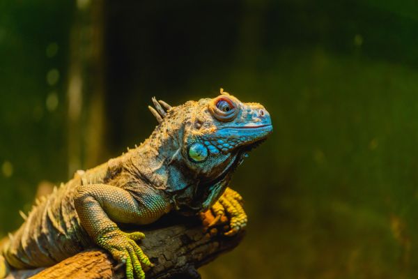Quels sont les enjeux liés à l'importation d'animaux exotiques et comment y faire face ?